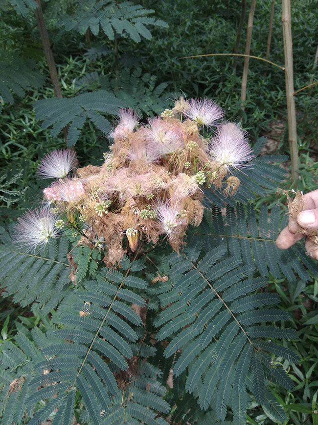合欢花什么时候开?合欢花适合什么时候种? 合欢花什么时候开?合欢花适合什么时候种?