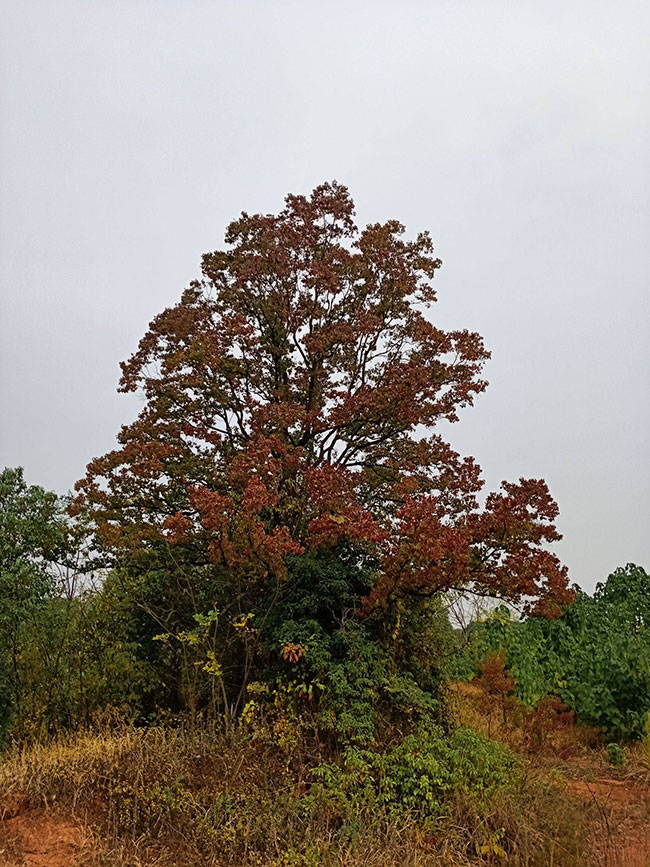 乌桕树未来种植前景怎么样?附乌桕树种植方法 乌桕树未来种植前景怎么样?附乌桕树种植方法