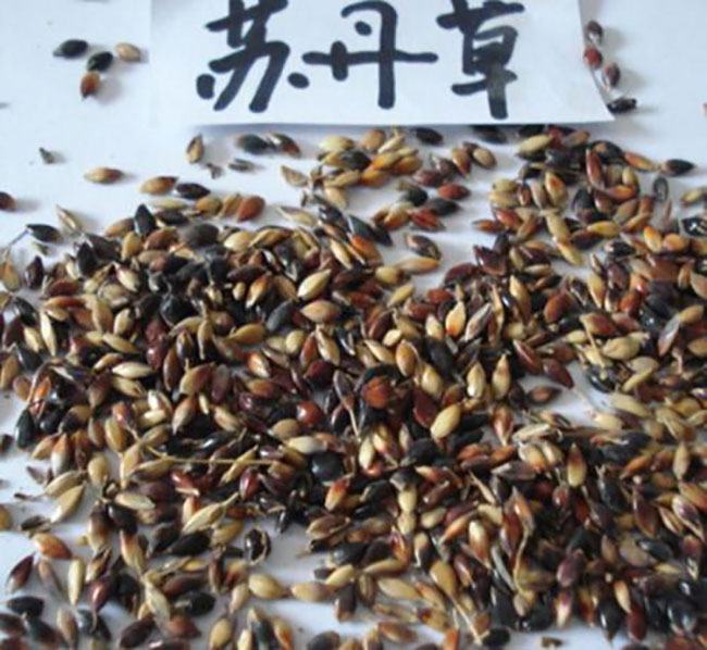 苏丹草什么时候开花?苏丹草年产量是多少? 苏丹草什么时候开花?苏丹草年产量是多少?