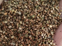 包衣宽叶雀稗草坪秋天的时候会变黄吗？包衣宽