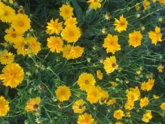 金鸡菊种子春季可以种植吗，种植后多久发芽？