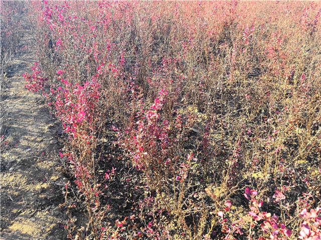 紫叶小檗照片种植基地实拍