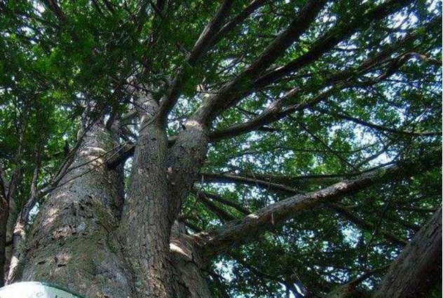 世界最危险的十大树 杀人于无形，你认识几种