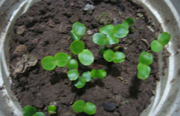 凤仙花小苗.jpg