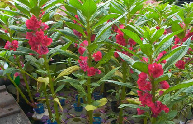 凤仙花.jpg