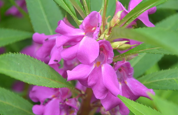 凤仙花11.jpg