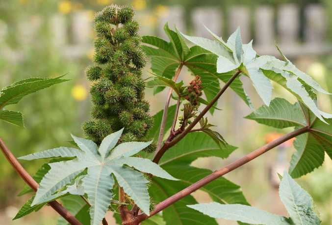 世界十大有剧毒的植物 夹竹桃上榜，念珠豌豆最毒