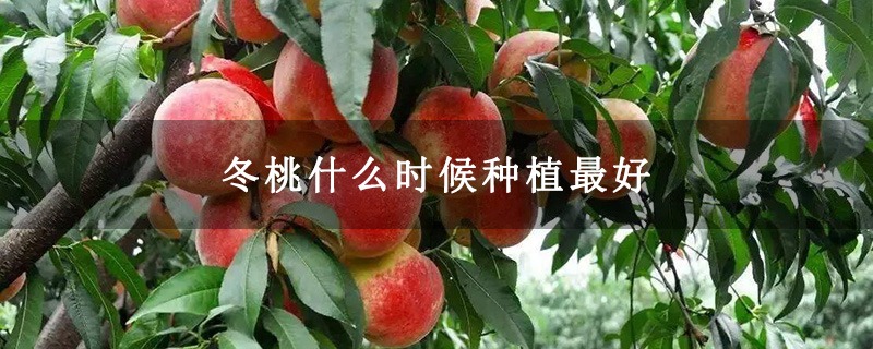 冬桃什么时候种植最好 冬桃什么时候种植最好