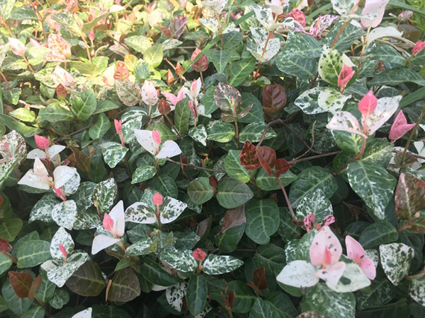 花叶络石 花叶络石