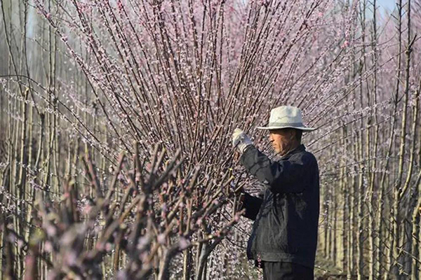 修剪 修剪