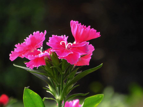 石竹花
