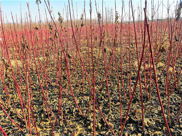 红瑞木种植基地实拍 红瑞木种植基地实拍