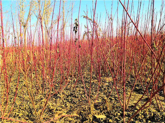 红瑞木种植基地实拍 红瑞木种植基地实拍