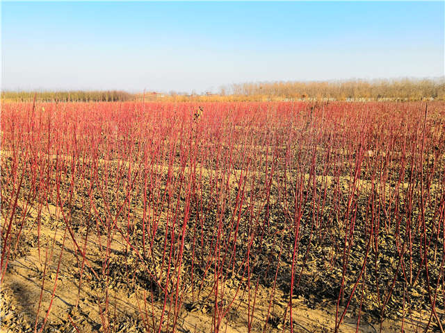 红瑞木种植基地实拍 红瑞木种植基地实拍