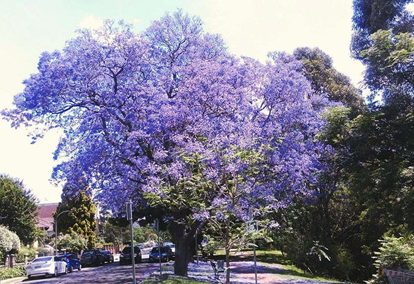 蓝花楹树 蓝花楹树