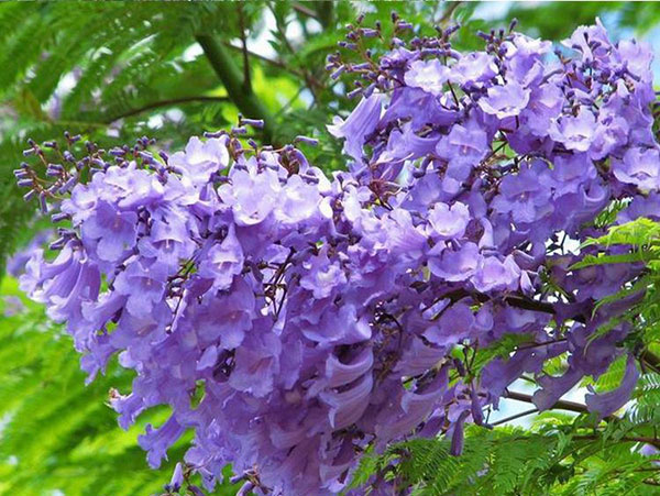 蓝花楹 蓝花楹