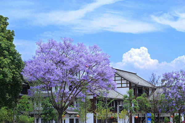 蓝花楹树 蓝花楹树