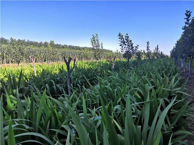 沭阳长景园林鸢尾种植基地实拍图片