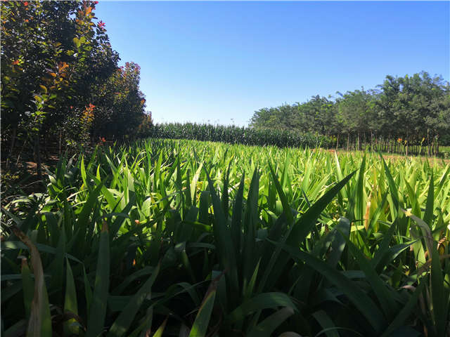 沭阳长景园林鸢尾种植基地实拍图片