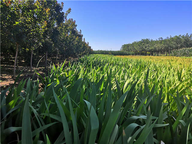 沭阳长景园林鸢尾种植基地实拍图片