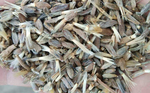 白术种子
