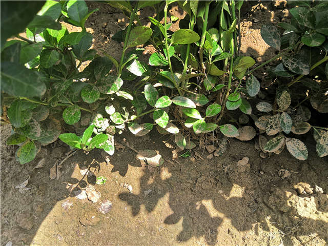 沭阳长景园林卫矛种植基地实拍