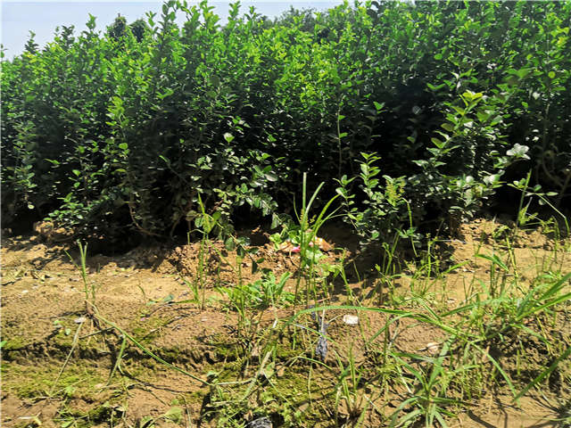 沭阳长景园林卫矛种植基地实拍