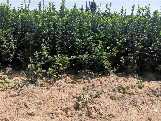 沭阳长景园林卫矛种植基地实拍