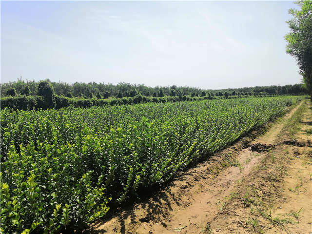 沭阳长景园林卫矛种植基地实拍