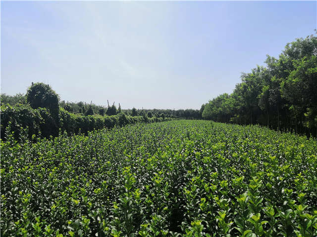 沭阳长景园林卫矛种植基地实拍
