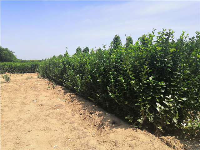 沭阳长景园林卫矛种植基地实拍