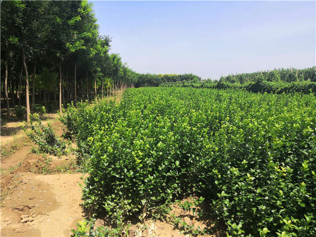 沭阳长景园林卫矛种植基地实拍