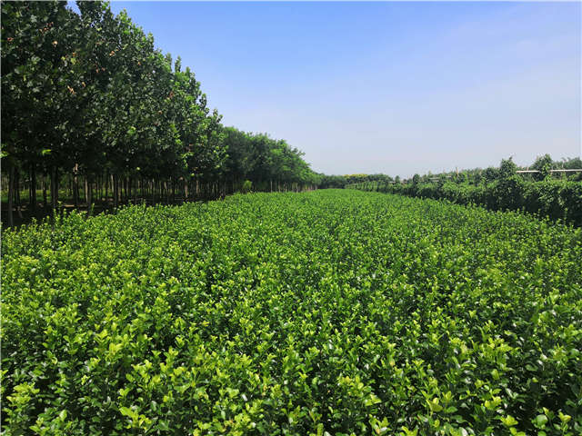 沭阳长景园林卫矛种植基地实拍