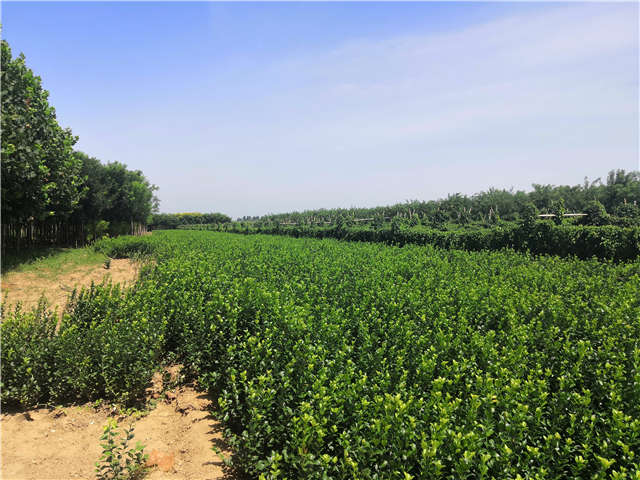 沭阳长景园林卫矛种植基地实拍