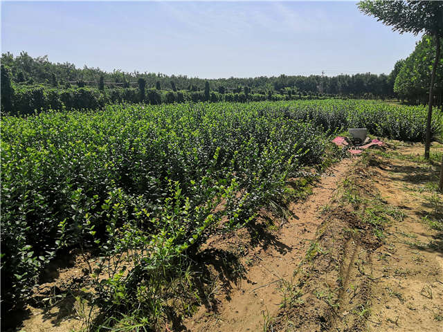 沭阳长景园林卫矛种植基地实拍