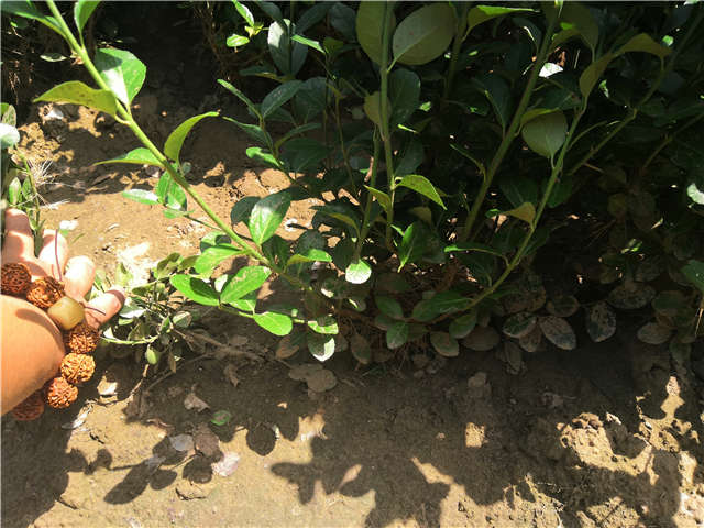 沭阳长景园林卫矛种植基地实拍