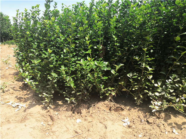 沭阳长景园林卫矛种植基地实拍
