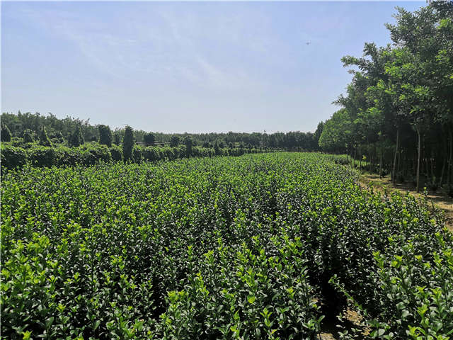 沭阳长景园林卫矛种植基地实拍