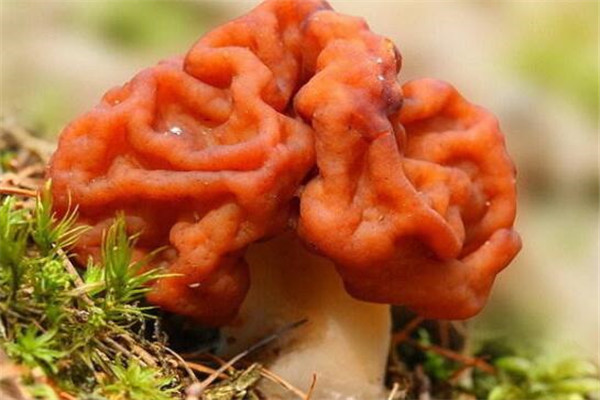 世界最奇特且最毒的十大蘑菇 血齿菌像是草莓奶油冰淇淋