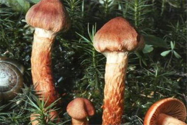 世界最奇特且最毒的十大蘑菇 血齿菌像是草莓奶油冰淇淋