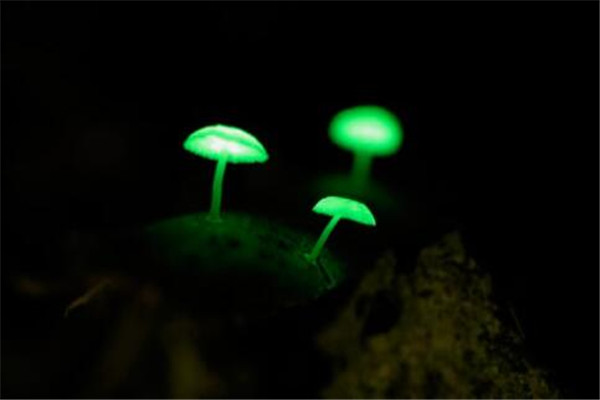 世界最奇特且最毒的十大蘑菇 血齿菌像是草莓奶油冰淇淋