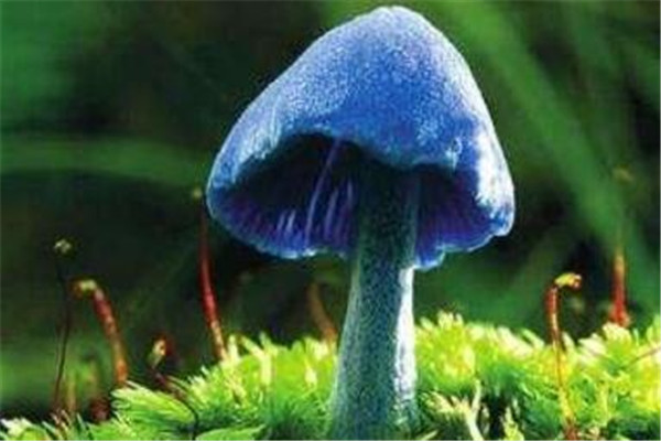 世界最奇特且最毒的十大蘑菇 血齿菌像是草莓奶油冰淇淋