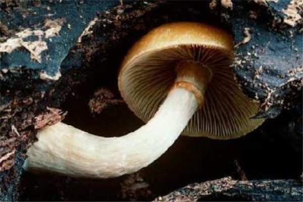 世界最奇特且最毒的十大蘑菇 血齿菌像是草莓奶油冰淇淋