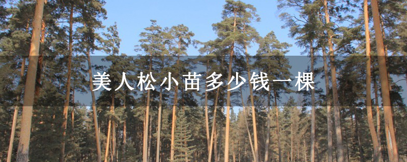 美人松小苗多少钱一棵 美人松小苗多少钱一棵