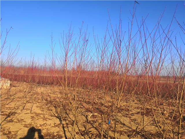 碧桃种植基地实拍 碧桃种植基地实拍