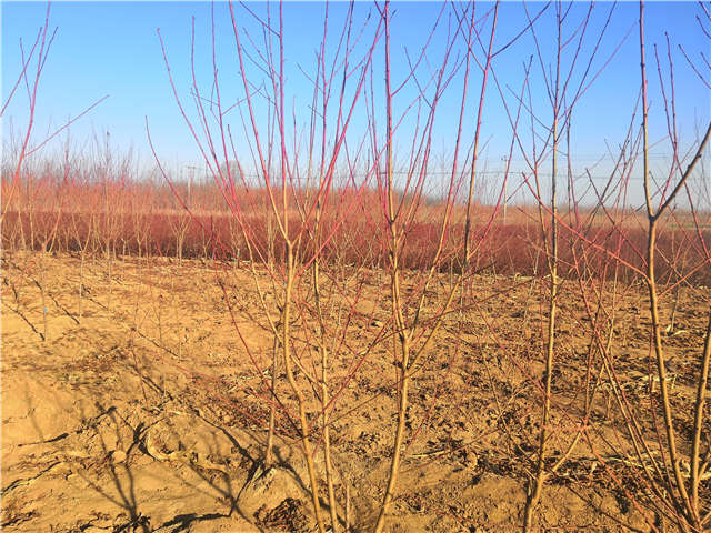 碧桃种植基地实拍 碧桃种植基地实拍