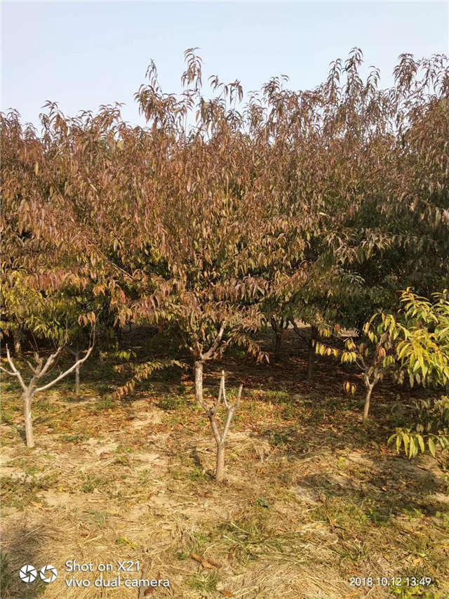 碧桃种植基地实拍 碧桃种植基地实拍