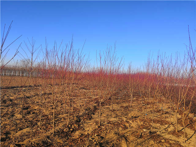碧桃种植基地实拍 碧桃种植基地实拍