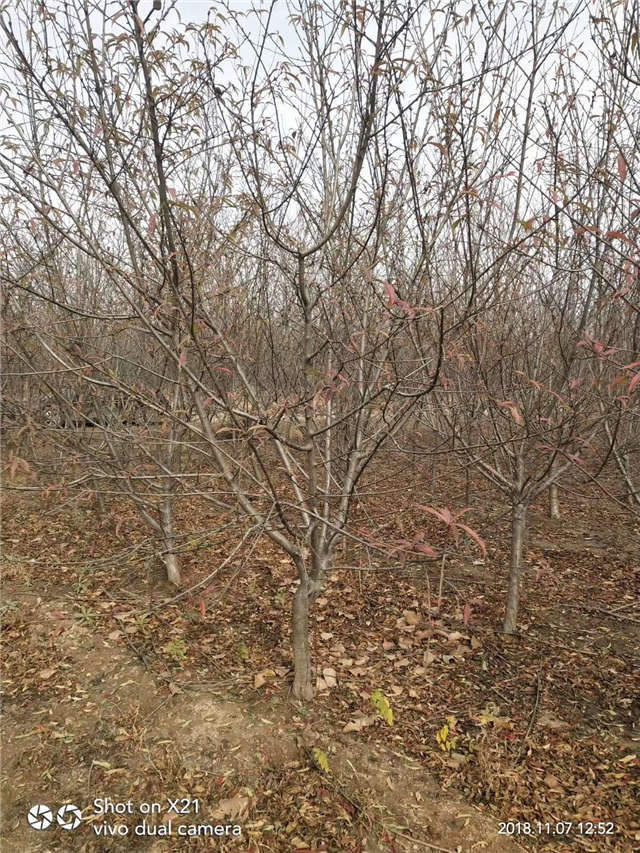 碧桃种植基地实拍 碧桃种植基地实拍