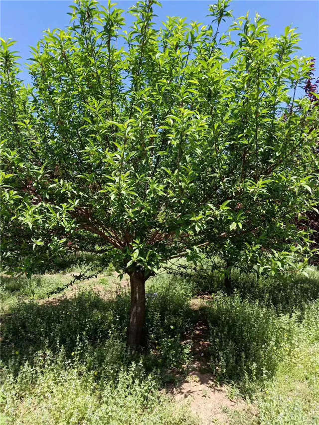 碧桃种植基地实拍 碧桃种植基地实拍